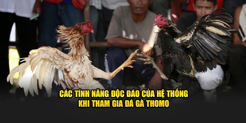 Các tính năng độc đáo của hệ thống khi tham gia đá gà Thomo