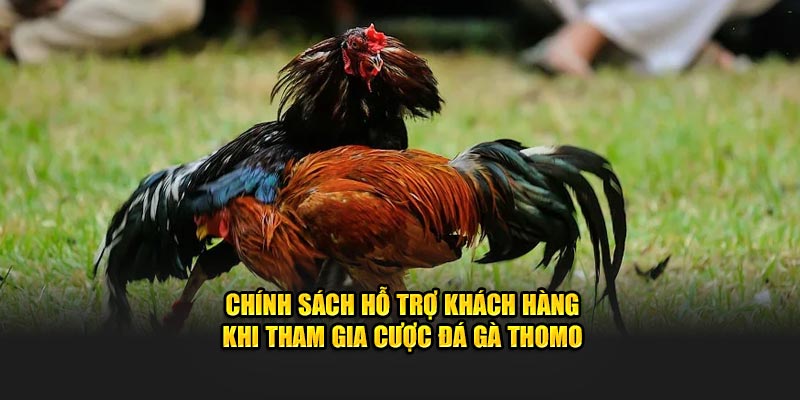 Chính sách hỗ trợ khách hàng khi tham gia cược đá gà Thomo