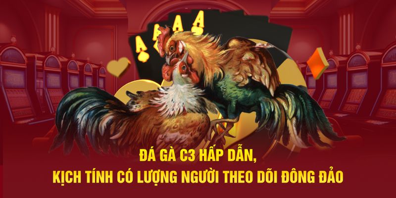 Đá gà C3 hấp dẫn, kịch tính có lượng người theo dõi đông đảo