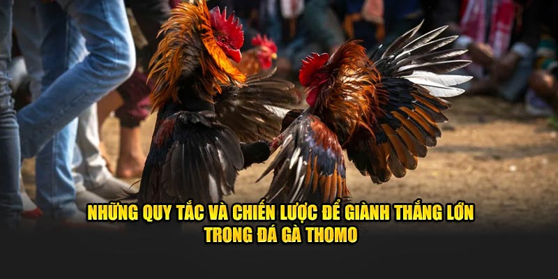 Những quy tắc và chiến lược để giành thắng lớn trong đá gà Thomo